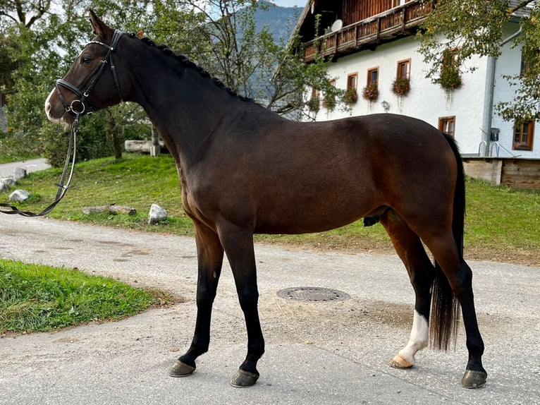 Warmblood austríaco Caballo castrado 5 años 168 cm Castaño in Altaussee