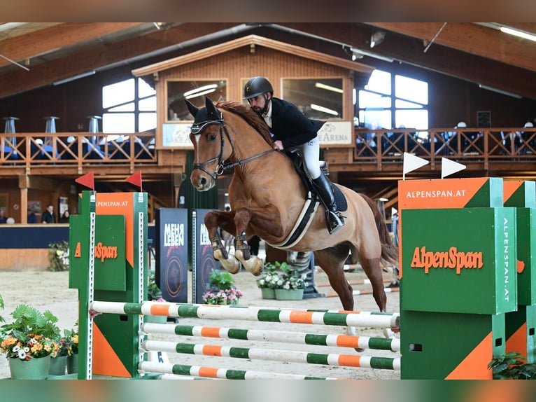 Warmblood austríaco Caballo castrado 5 años 169 cm Alazán in Horitschon