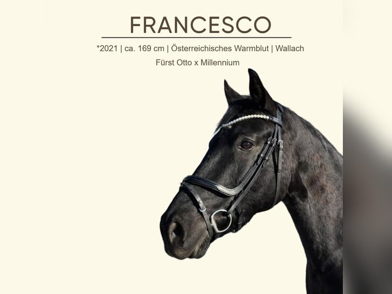 Warmblood austríaco Caballo castrado 5 años 169 cm Negro in Stadl-Paura