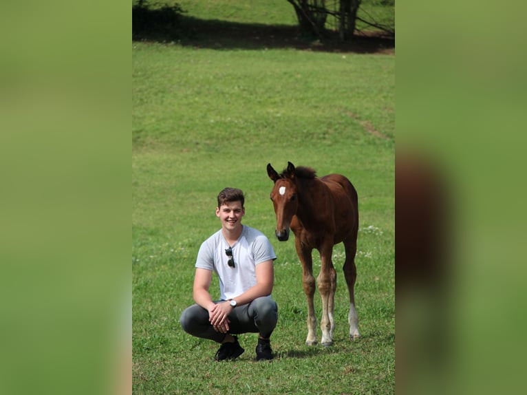 Warmblood austríaco Caballo castrado 5 años 170 cm Castaño in Kaltenleutgeben