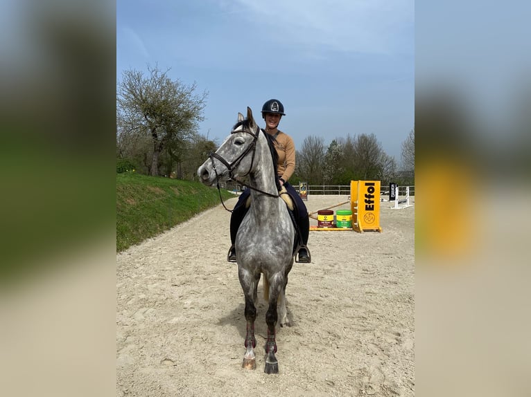 Warmblood austríaco Caballo castrado 5 años 170 cm Tordo in Sankt Margarethen bei Knittelfeld