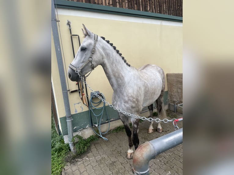 Warmblood austríaco Caballo castrado 5 años 170 cm Tordo in Sankt Margarethen bei Knittelfeld