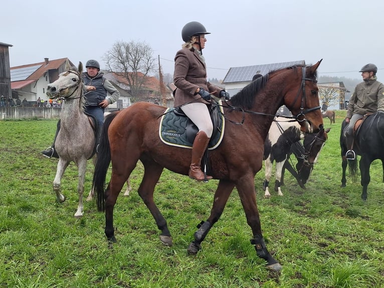 Warmblood austríaco Caballo castrado 5 años 171 cm Castaño in WarngaU