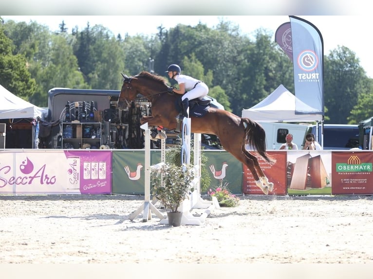 Warmblood austríaco Caballo castrado 5 años 172 cm Alazán-tostado in Hopfgarten im Brixental