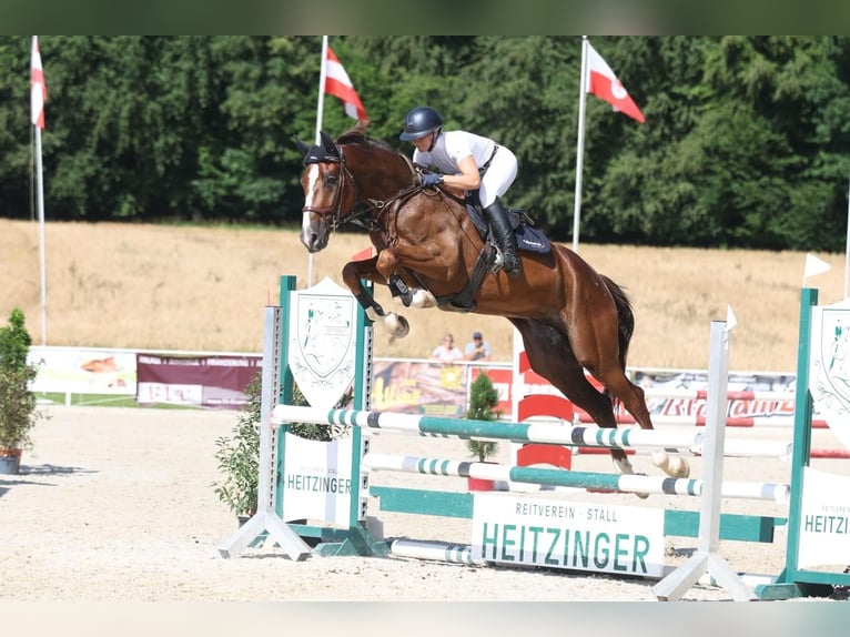 Warmblood austríaco Caballo castrado 5 años 172 cm Alazán-tostado in Hopfgarten im Brixental