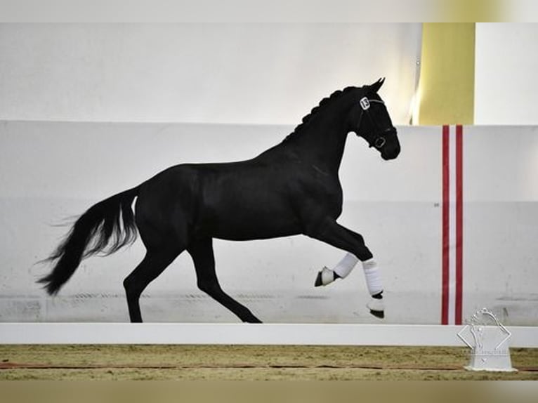 Warmblood austríaco Caballo castrado 5 años 173 cm Negro in Bad Kleinkirchheim