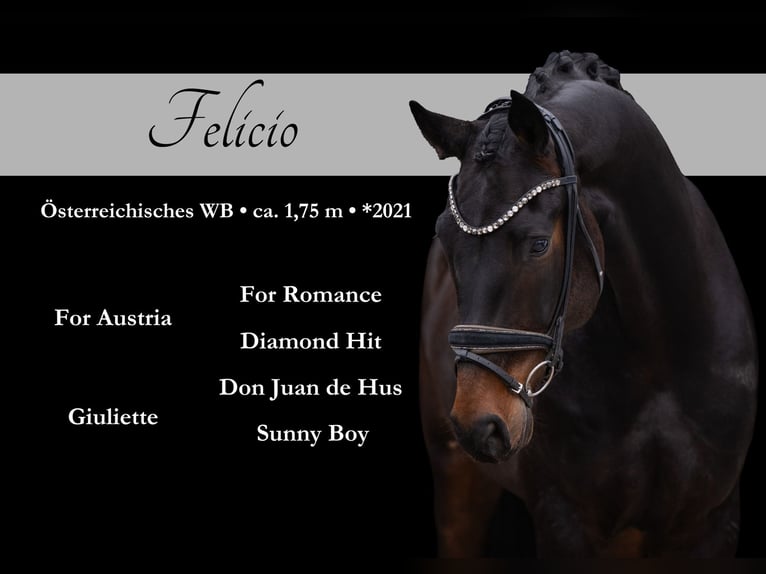 Warmblood austríaco Caballo castrado 5 años 175 cm Morcillo in Wehringen