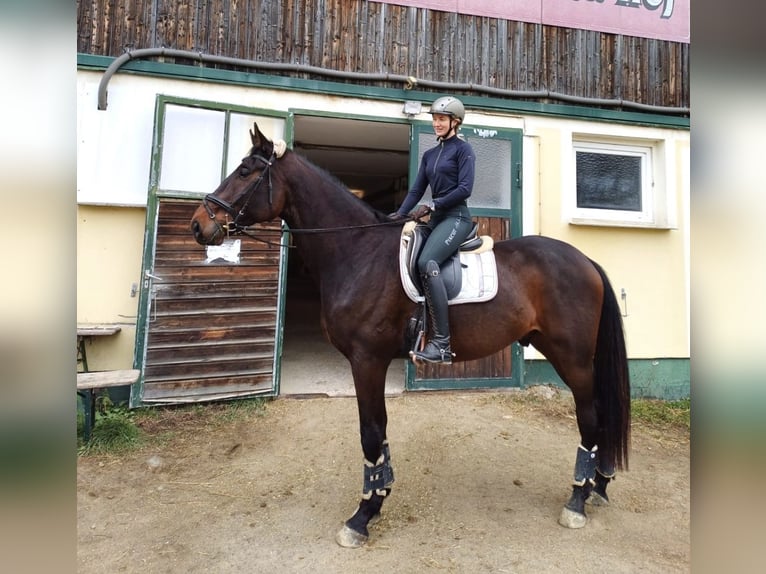 Warmblood austríaco Caballo castrado 5 años 182 cm Castaño oscuro in Sankt Margarethen bei Knittelfeld