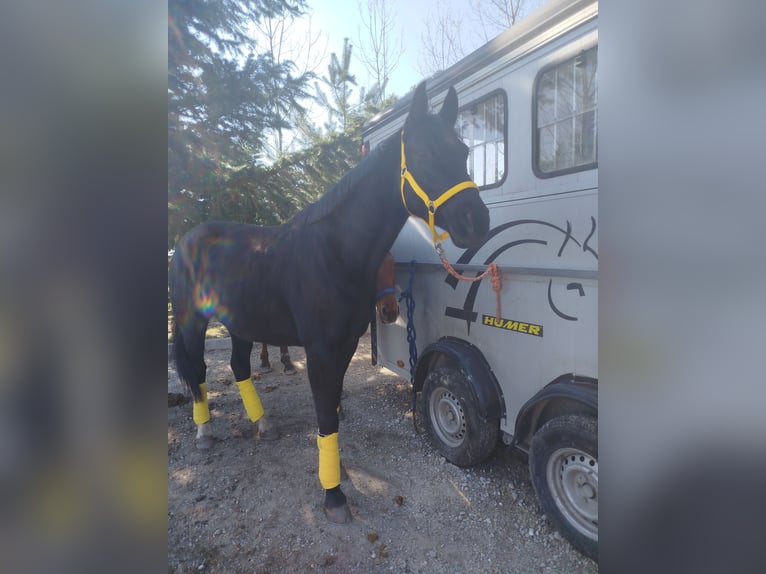 Warmblood austríaco Caballo castrado 6 años 160 cm Negro in Neckenmarkt