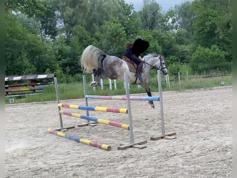 Warmblood austríaco Caballo castrado 6 años 160 cm Tordo in Tulln