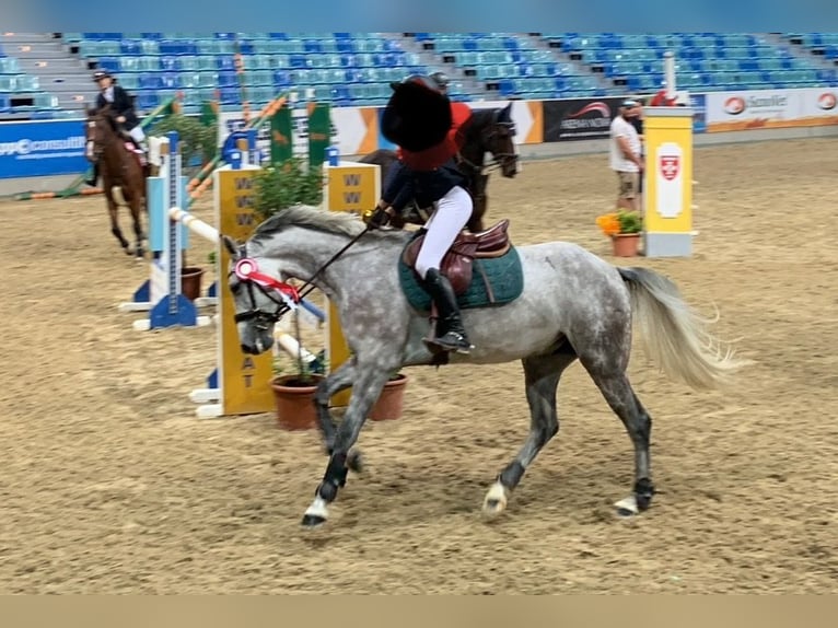 Warmblood austríaco Caballo castrado 6 años 160 cm Tordo in Tulln