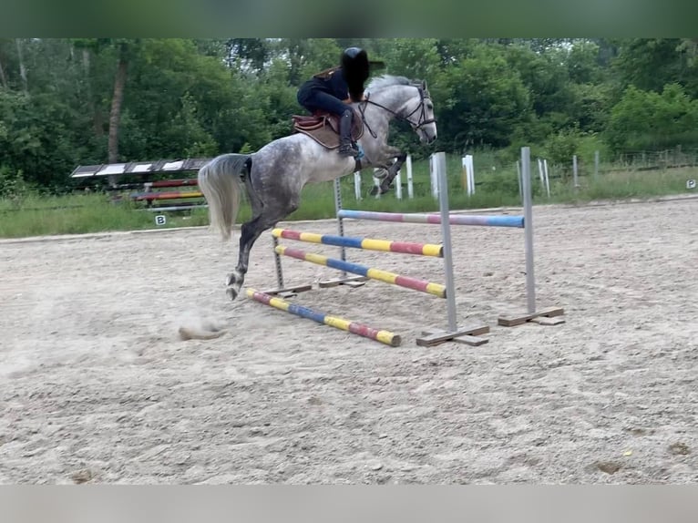 Warmblood austríaco Caballo castrado 6 años 160 cm Tordo in Tulln