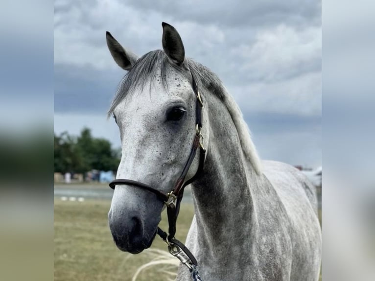 Warmblood austríaco Caballo castrado 6 años 160 cm Tordo in Tulln