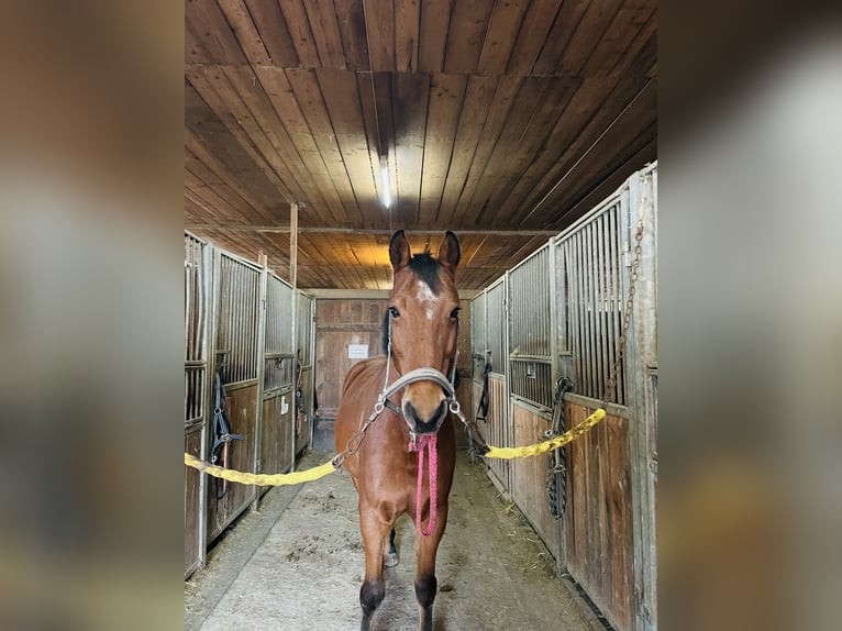 Warmblood austríaco Caballo castrado 6 años 162 cm Castaño in Hart bei Graz