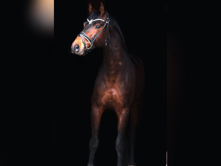 Warmblood austríaco Caballo castrado 6 años 163 cm Castaño oscuro in Passail