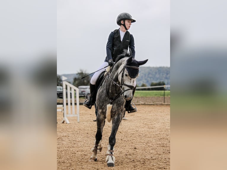 Warmblood austríaco Caballo castrado 6 años 164 cm Tordo rodado in Mühlheim am Inn