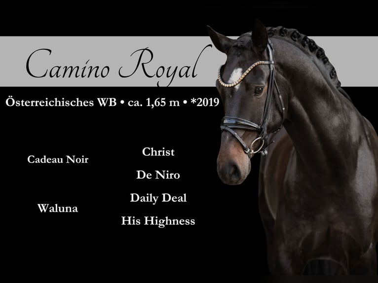 Warmblood austríaco Caballo castrado 6 años 165 cm Morcillo in Wehringen