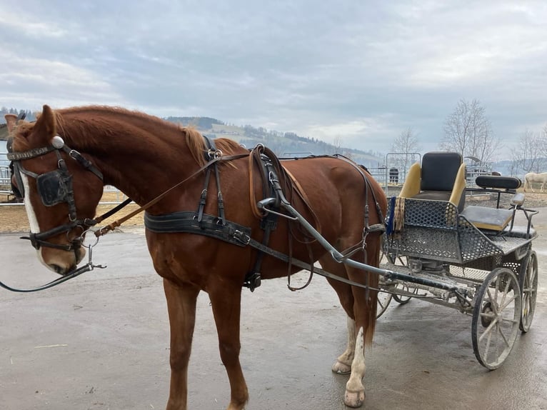 Warmblood austríaco Caballo castrado 6 años 167 cm Alazán in St Veit An Der Gölsen