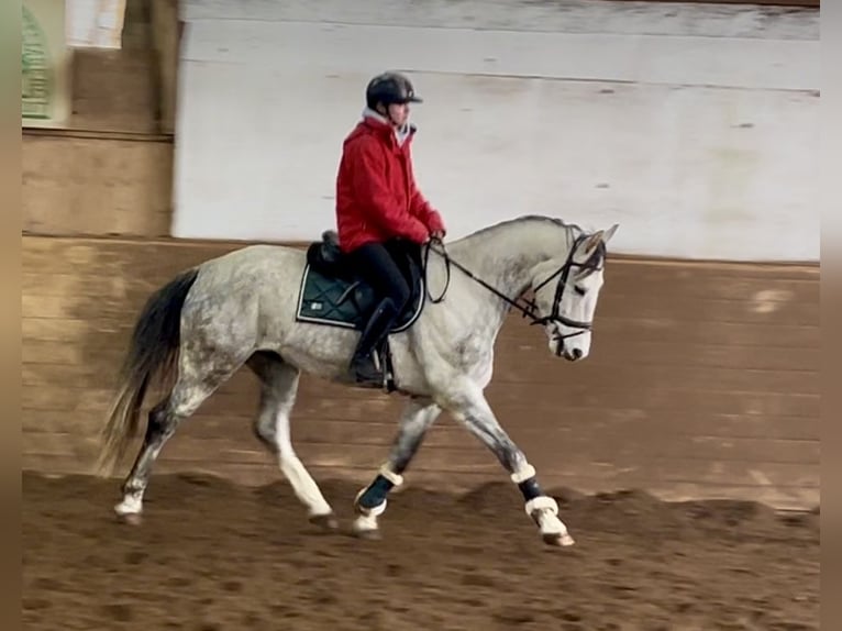 Warmblood austríaco Caballo castrado 6 años 167 cm Tordo in Pelmberg