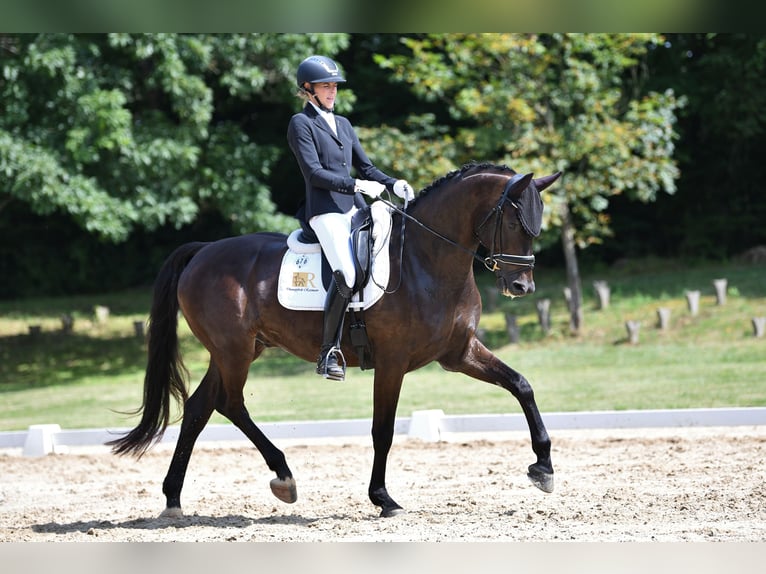 Warmblood austríaco Caballo castrado 6 años 169 cm Negro in Freiensteinau