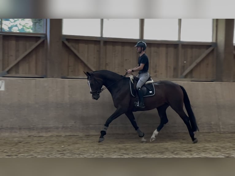 Warmblood austríaco Caballo castrado 6 años 170 cm Castaño in Mehrnbach
