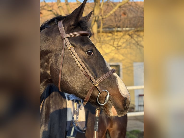 Warmblood austríaco Caballo castrado 6 años 170 cm Negro in Kettlasbrunn