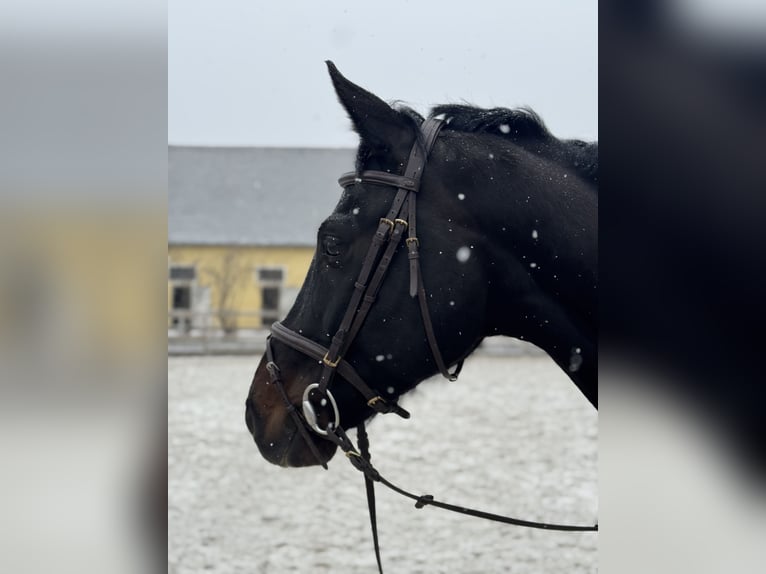 Warmblood austríaco Caballo castrado 6 años 170 cm Negro in Kettlasbrunn