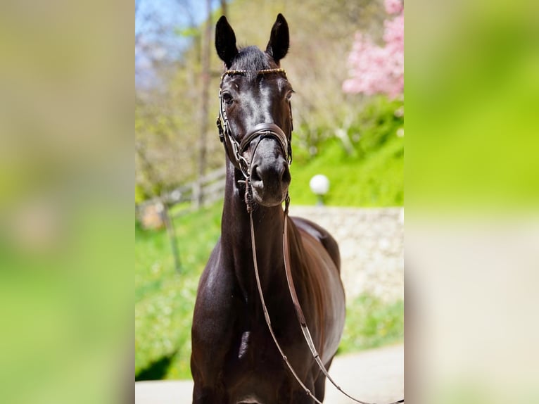 Warmblood austríaco Caballo castrado 6 años 170 cm Negro in Tangern
