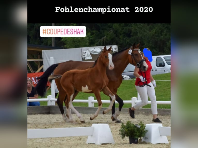 Warmblood austríaco Caballo castrado 6 años 172 cm Castaño in Graz