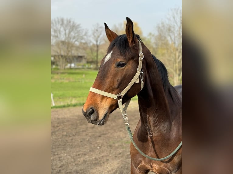 Warmblood austríaco Caballo castrado 6 años 174 cm Castaño in Laaben