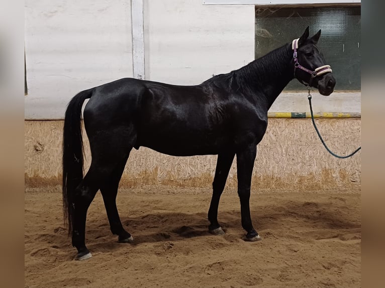 Warmblood austríaco Caballo castrado 6 años 174 cm Negro in Kottingbrunn