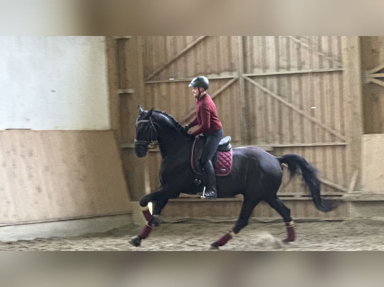 Warmblood austríaco Caballo castrado 6 años Negro in Bad Kleinkirchheim