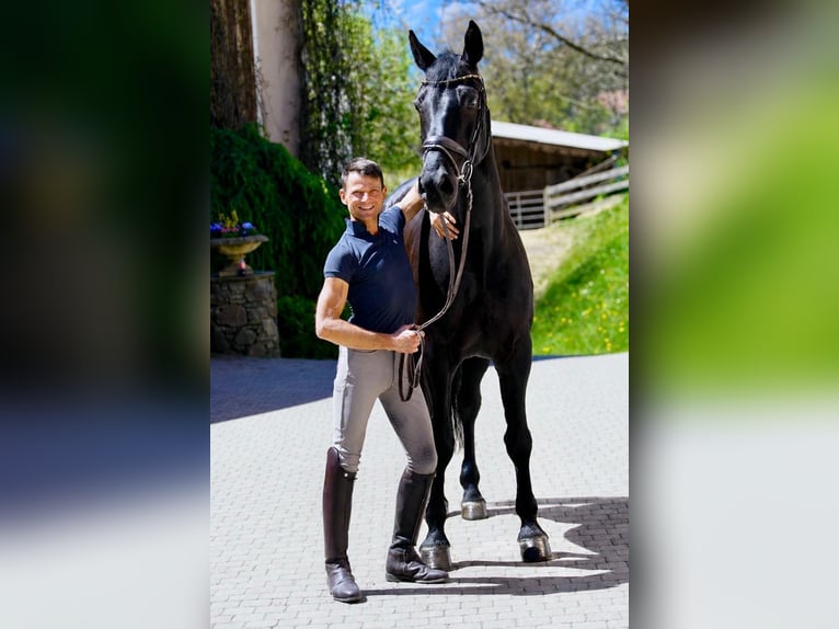 Warmblood austríaco Caballo castrado 6 años Negro in Bad Kleinkirchheim
