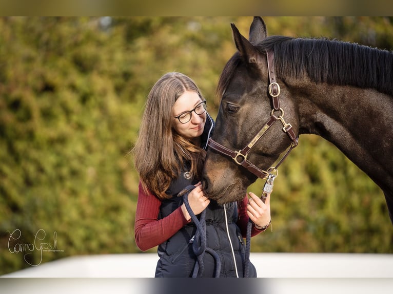 Warmblood austríaco Caballo castrado 7 años 165 cm Morcillo in Kaltenleutgeben