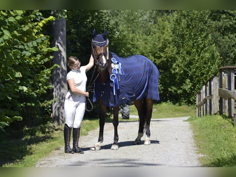 Warmblood austríaco Caballo castrado 7 años 168 cm Castaño in Abtenau