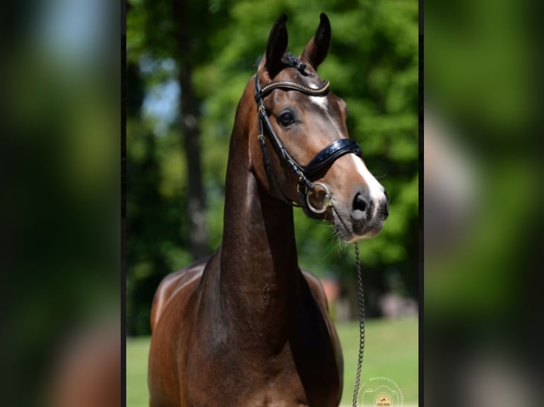 Warmblood austríaco Caballo castrado 7 años 168 cm Castaño in Abtenau