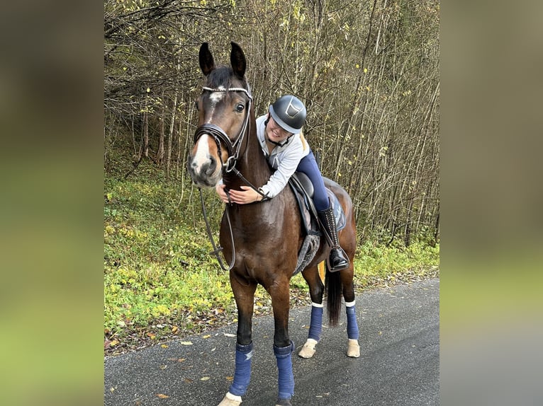 Warmblood austríaco Caballo castrado 7 años 168 cm Castaño in Abtenau