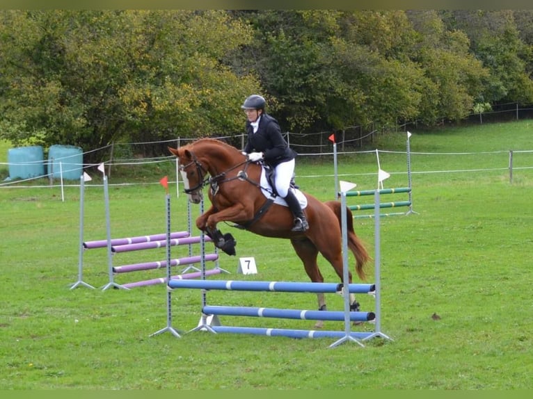 Warmblood austríaco Caballo castrado 7 años 170 cm Alazán in St. Jakob im Walde Warmblood austríaco Caballo castrado 7 años 170 cm Alazán in St. Jakob im Walde