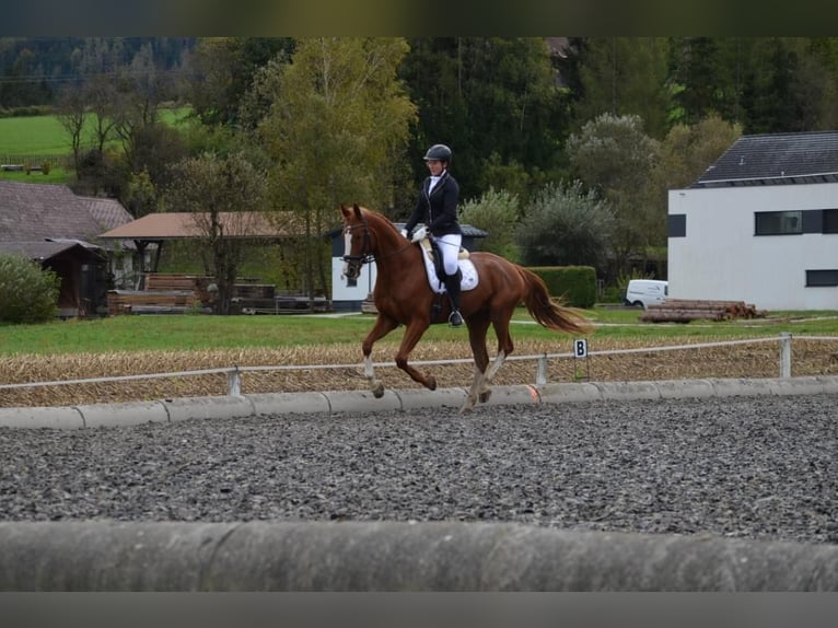 Warmblood austríaco Caballo castrado 7 años 170 cm Alazán in St. Jakob im Walde Warmblood austríaco Caballo castrado 7 años 170 cm Alazán in St. Jakob im Walde