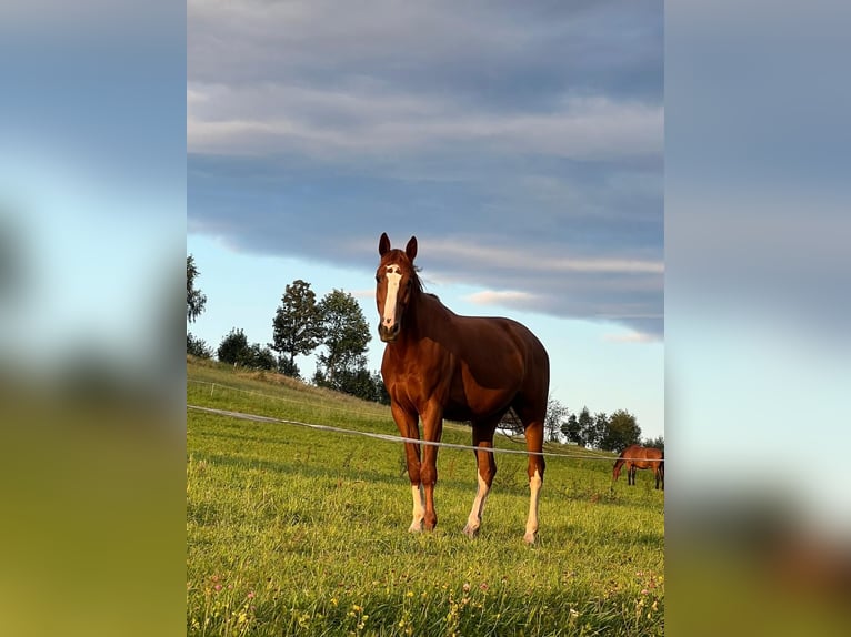 Warmblood austríaco Caballo castrado 7 años 170 cm Alazán in St. Jakob im Walde Warmblood austríaco Caballo castrado 7 años 170 cm Alazán in St. Jakob im Walde