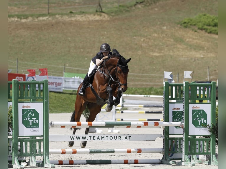 Warmblood austríaco Caballo castrado 7 años 170 cm Castaño in Frauenthal