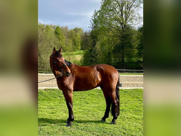 Warmblood austríaco Caballo castrado 7 años 170 cm Castaño in Frauenthal