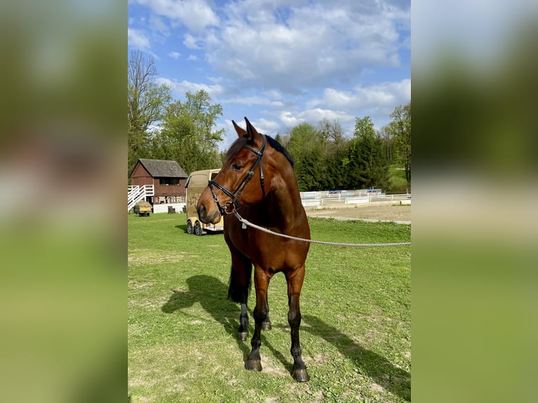 Warmblood austríaco Caballo castrado 7 años 170 cm Castaño in Frauenthal