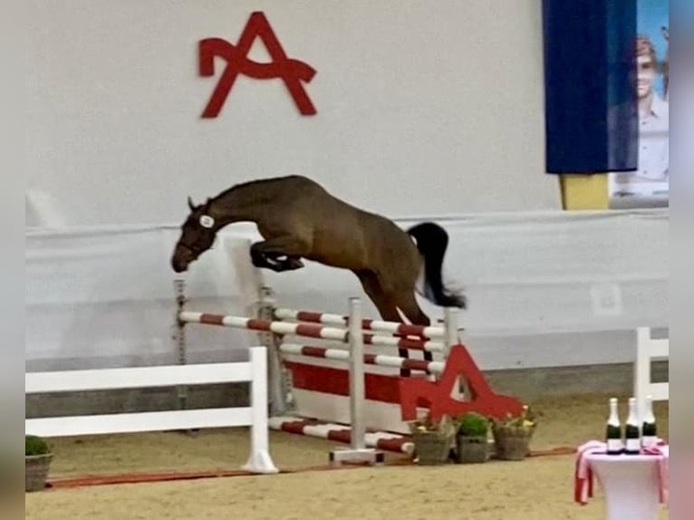 Warmblood austríaco Caballo castrado 7 años 170 cm Castaño in Frauenthal