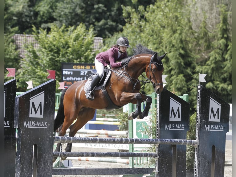 Warmblood austríaco Caballo castrado 7 años 170 cm Castaño in Frauenthal