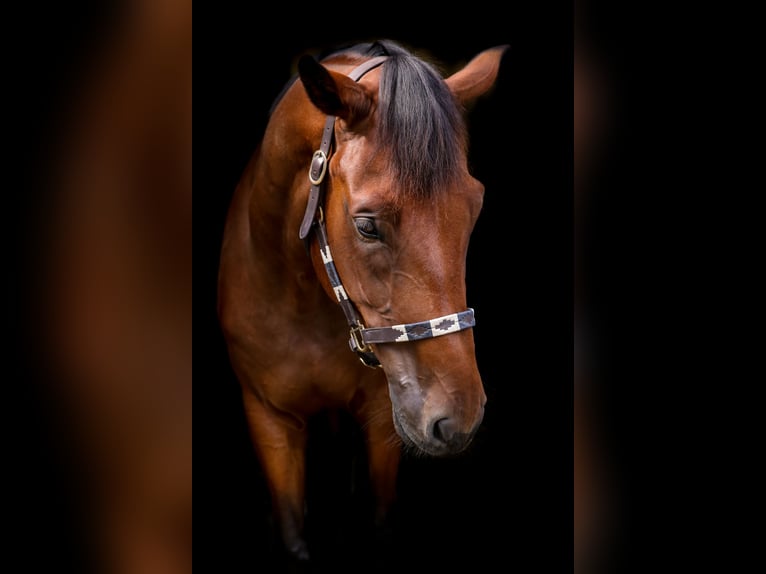 Warmblood austríaco Caballo castrado 7 años 170 cm Castaño in Frauenthal