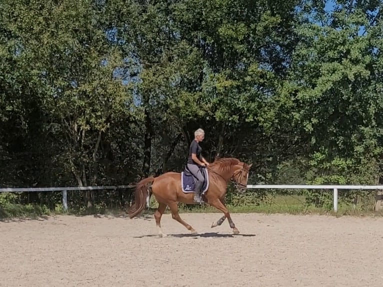 Warmblood austríaco Caballo castrado 7 años 171 cm Alazán in Lamprechtshausen