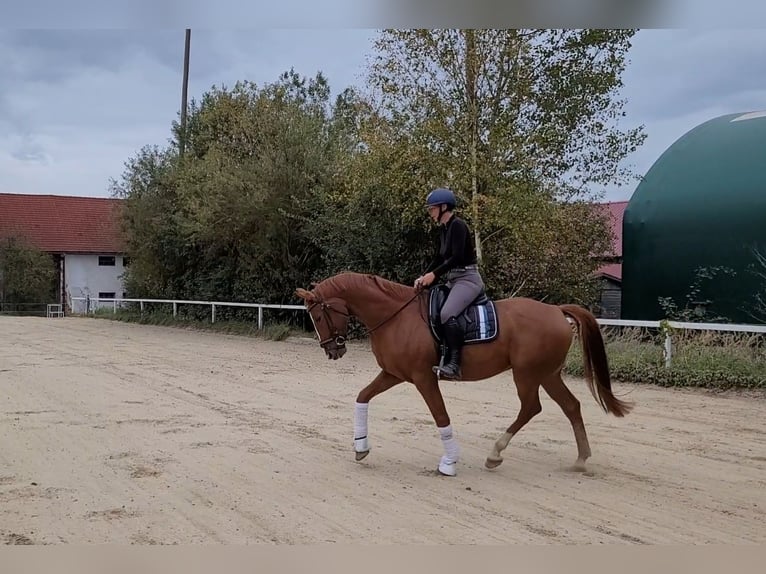 Warmblood austríaco Caballo castrado 7 años 171 cm Alazán in Lamprechtshausen