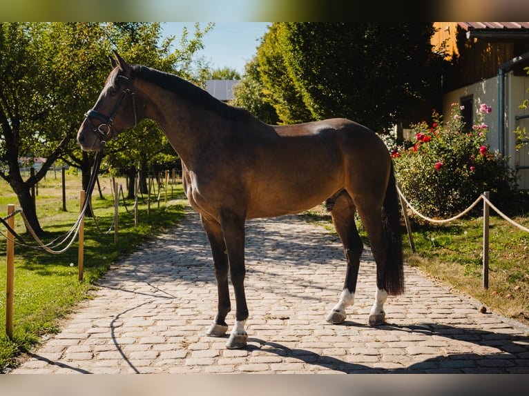 Warmblood austríaco Caballo castrado 7 años 173 cm Castaño oscuro in Chieming/Hart