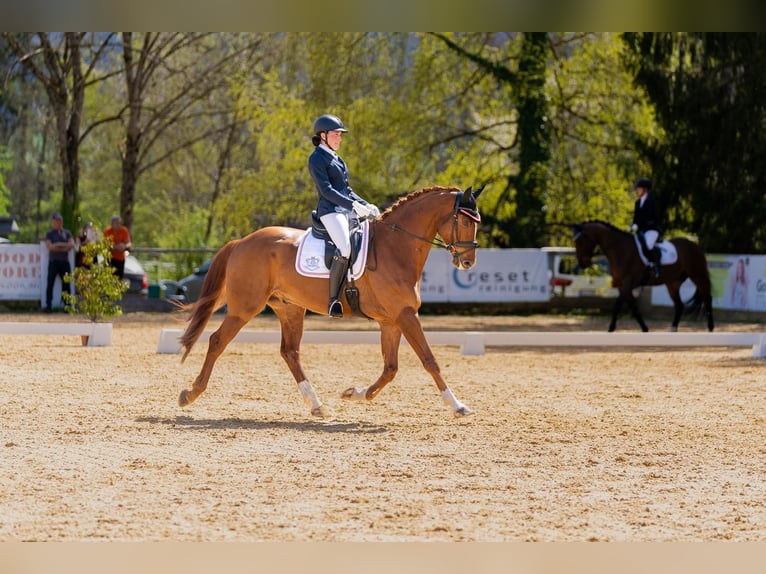 Warmblood austríaco Caballo castrado 7 años 174 cm Alazán-tostado in Schöngumprechting